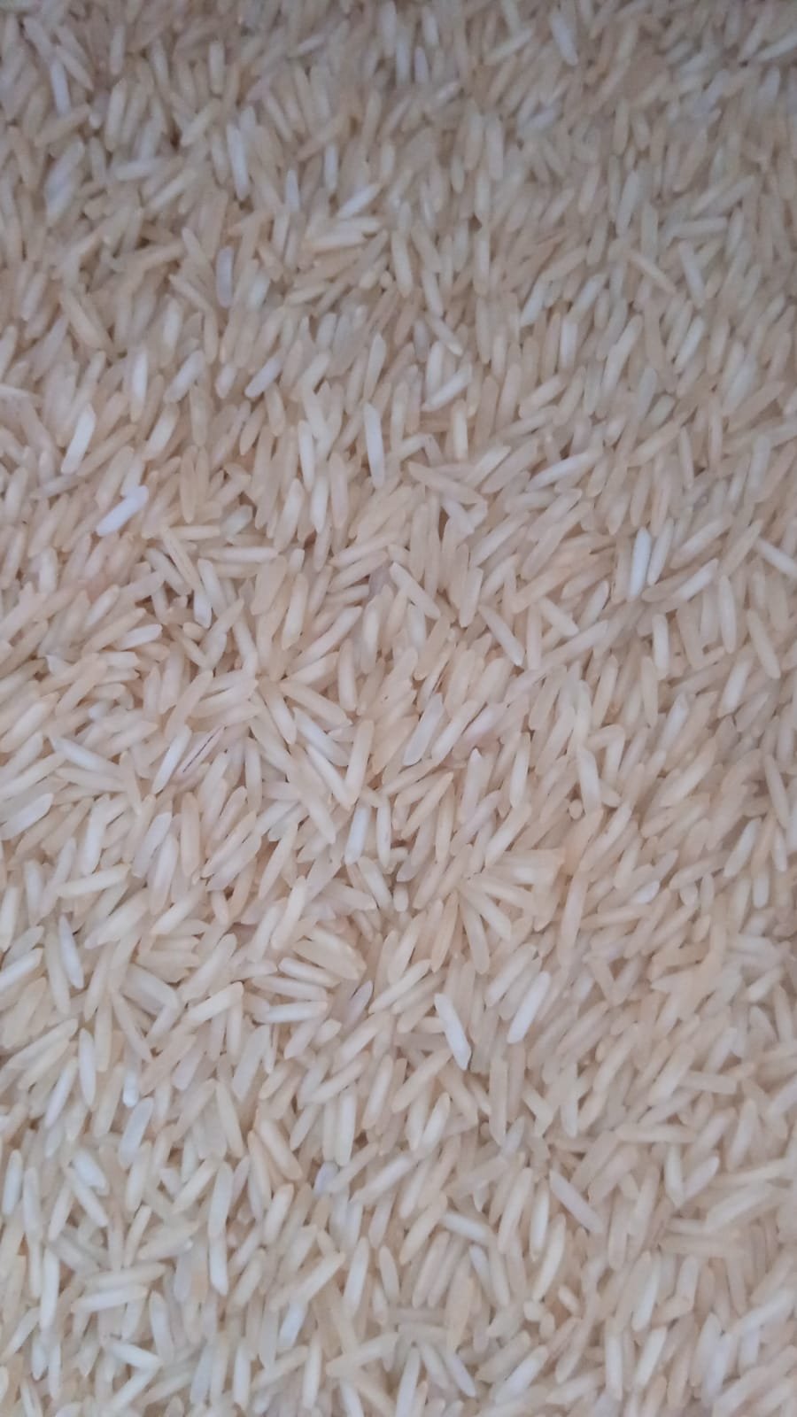 Steam Golden Rice Hanif Rice Traders | Basmati Rice Supplier | Adiala Road, Rawalpindi
