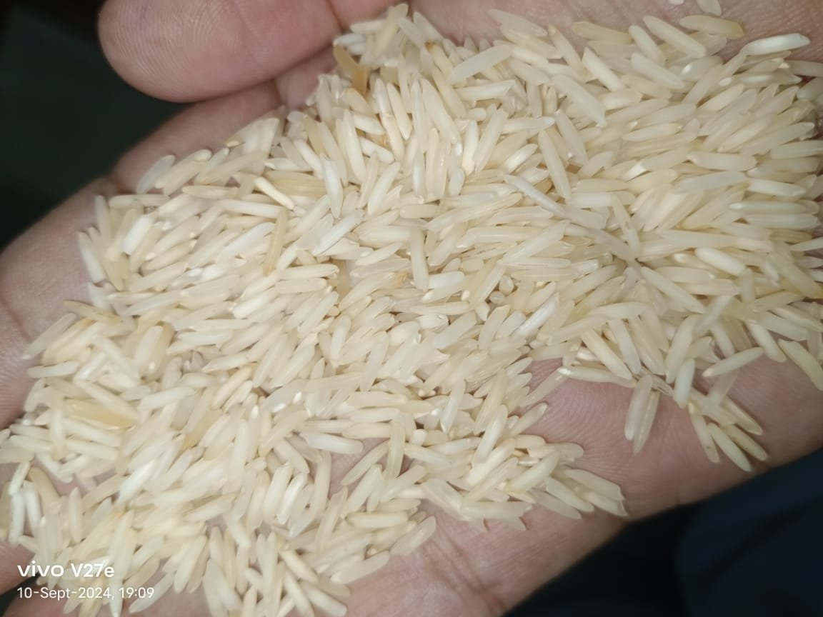 Basmati rice grain close up