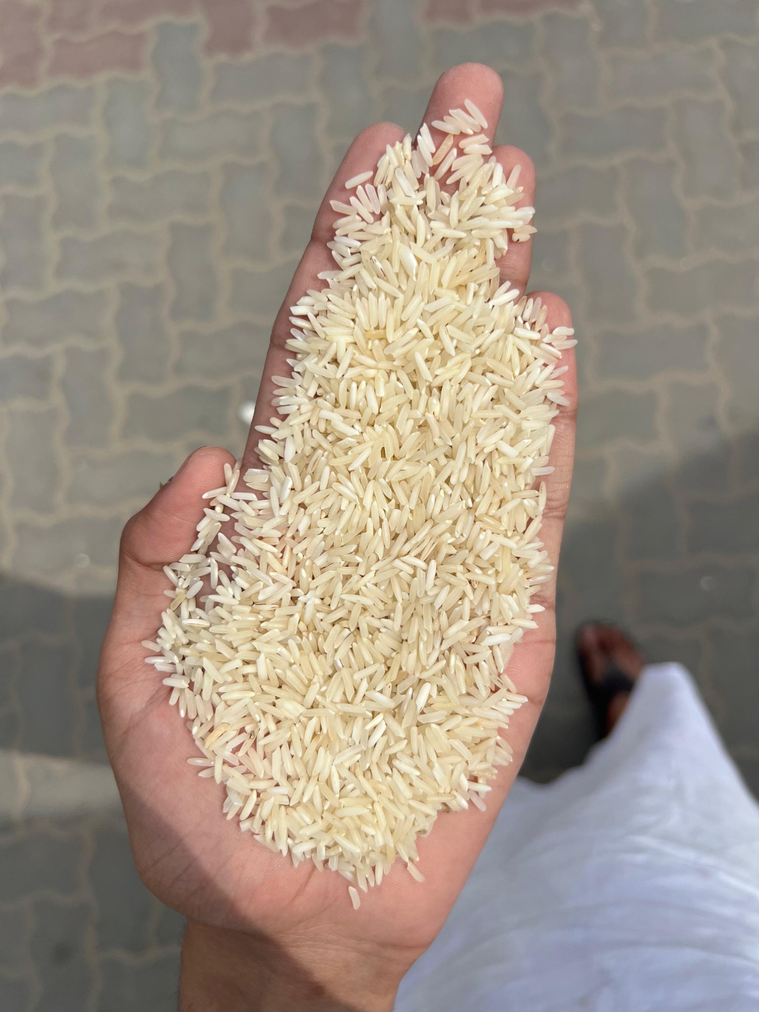 Basmati rice grains held in the hand